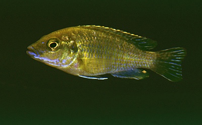 Labidochromis shiranus 'Nkopola'